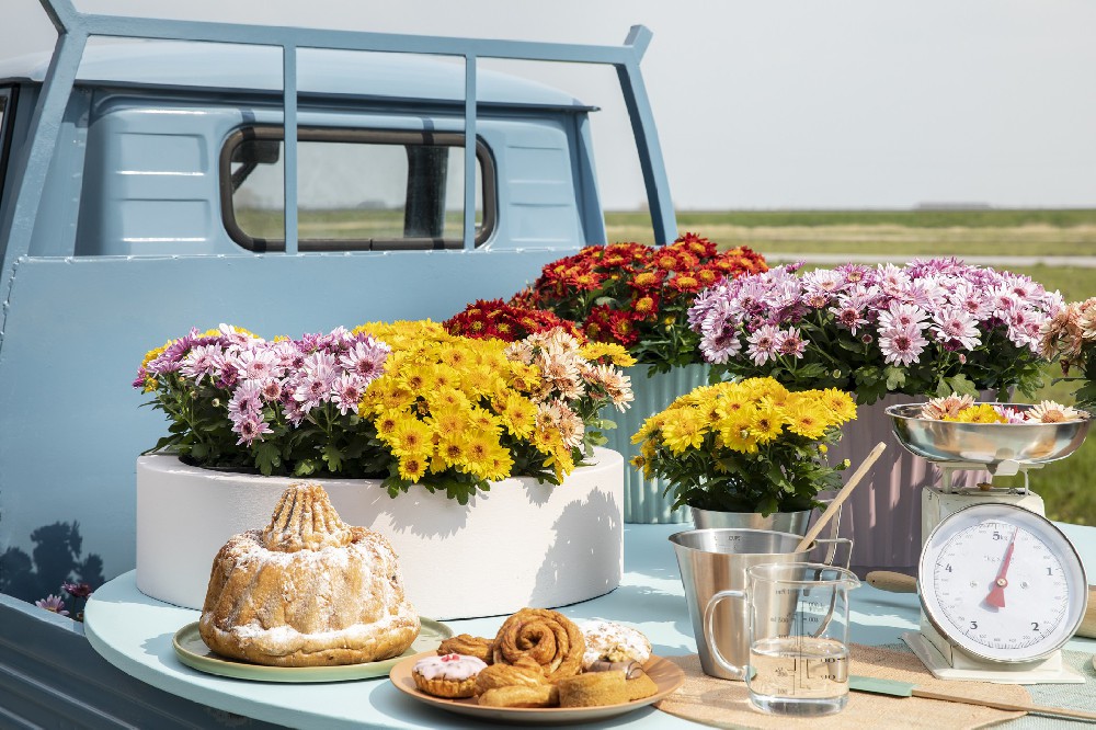 2025年上半年中国盆栽菊市场全景分析与战略展望